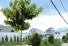 Bán Đất Thổ Cư Đẹp Hẻm Xe Tải 151m2_6.7*18.5 Chỉ 5 Tỷ Nhỉnh Bình Chiểu Thủ Đức Siêu Hời